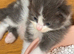 Beautiful fluffy Ragcoon kittens