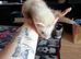 3 hob baby ferrets