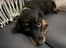 Cavapoo x dachshund 15 weeks old