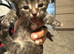Kittens