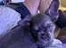 Isabella Lilac and Tan Fluffy French Bulldog Puppies