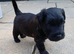 patterdale terriers for sale