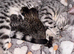 Bengal kittens