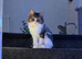 Beautiful mixed tabby cat for re homing