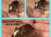 Fancy mice
