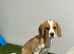 Male tan & white beagle