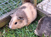 Male guinea pigs for sale