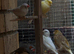 Stunning canaries