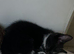 little black kitten