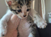 Bengal cross Kittens
