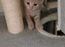 Gorgeous ginger kittens