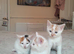 11 adorable kittens