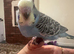 Love baby budgie hand tamein Dagenham in Barking and Dagenham