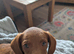 Beautiful puppy