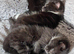 MAINECOON CROSS RUSSIAN BLUE