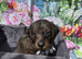 Ready Now PRA clear Daxipoo puppies hypoallergenic teddy bears
