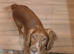 Male cocker spaniel
