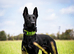 Working Dutch Herder