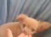 Last 2 boys 12 week old long coat chihuahua pups