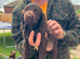 Cocker spaniel pups