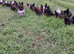 Sussex, Marian, bluebell & Blackrock hens