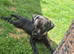 Labrador cross Bull dog