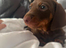 Mini dachshund