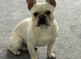 Koko needs a good home