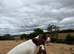 Pedigree springer spaniel pups for sale , docked tails, ready to leave