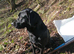 3 Yr old Pedigree Black labrador for stud