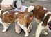 Beautiful KC registered show quality Puppies