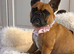 4 year old frenchie girl