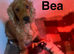 Gorgeous spaniel girls ready now