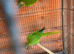 Pyrrhus Frontails Conours