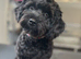 Black Cavapoo f1 for stud