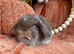 Mini lop babies