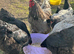 Blue/black Brahma hatching eggs