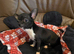Chihuahuas for sale