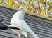 Pigeon for sale