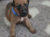 Patterdale terrier puppies