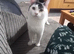 2 year old cat