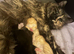 Beautiful kittens looking for new homes