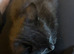 Beautiful male black kitten &pound;70
