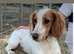 Two beautiful Cockapoo puppy’s for sale