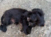 Girl puppy