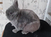 Gorgeous Blue Netherland Dwarf bunny