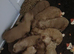 Cockapoo puppies for sale