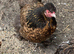 Polish bantam chickens