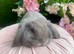 Mini lops