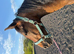 Minimally marked filly